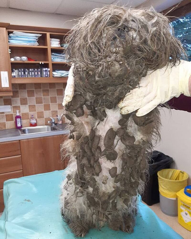 The fur of the shih tzu, Milo, was matted