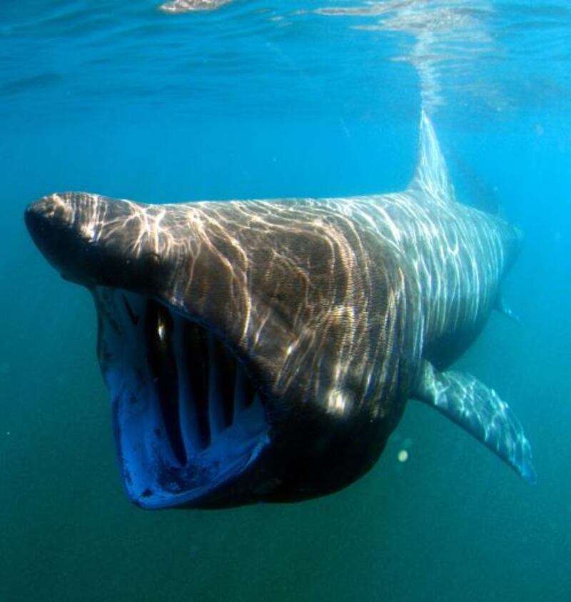 Basking shark in the harbour