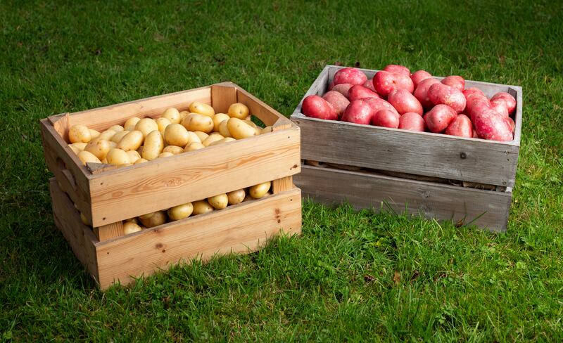 A box of New potatoes and Rooster potatoes produced by K&K Produce