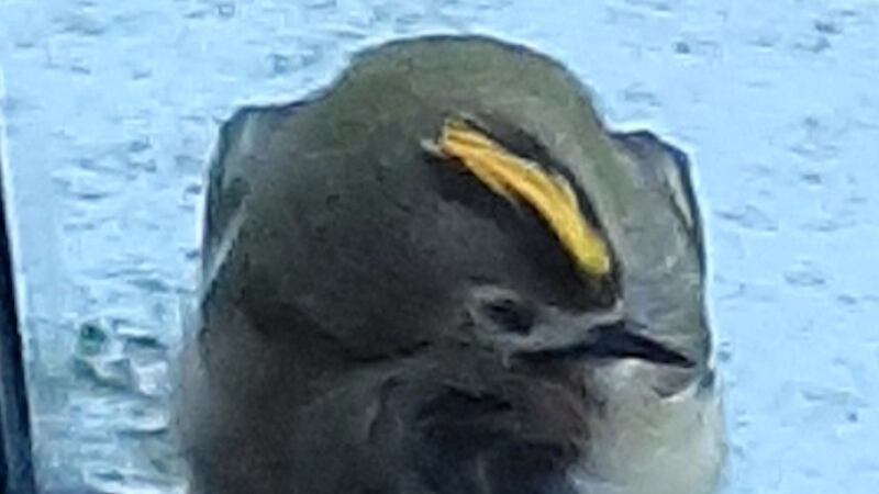 Goldcrest