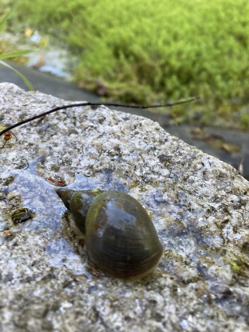 A great pond snail spotted in Dublin.  Photograph: A McG