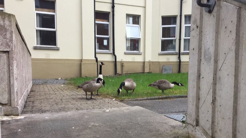 Canada geese  at the back entrance to Midland Hospital, Mullingar