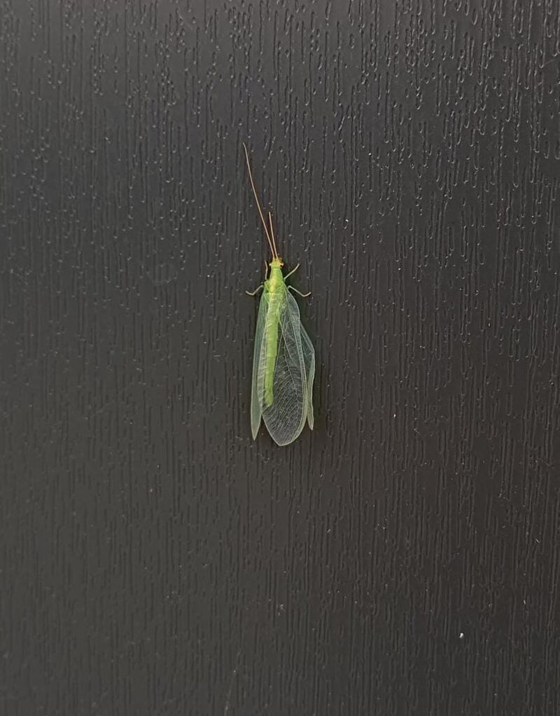 Green lacewing. Photograph via Muiris Dunworth