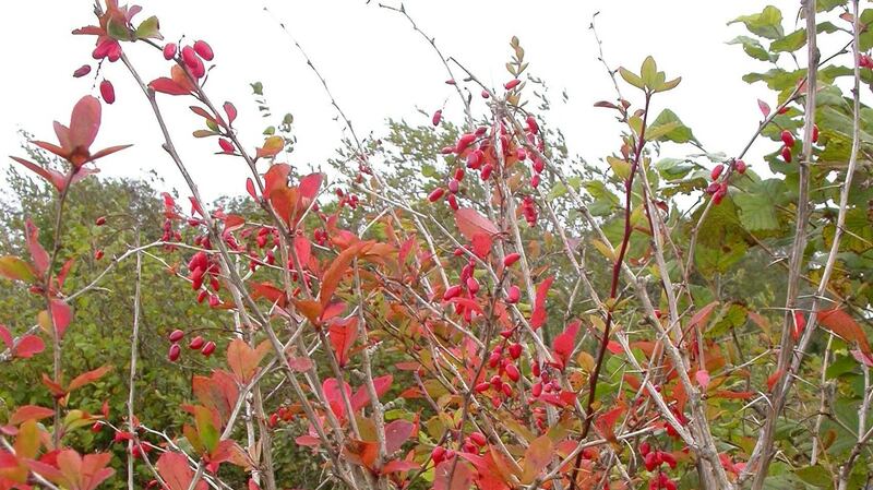 The barberry  contains a valuable active ingredient, berberine, which inhibits the growth of bacteria and has been used medicinally in Austria for respiratory infections, colds and flu