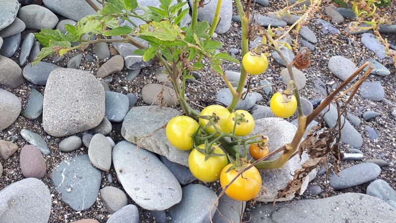 Paul Brennan discovered this tomato plant on a beach at Salterstown.