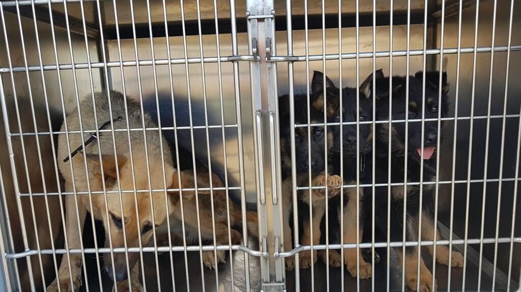 The German Shepherd puppies have been transferred into the care of the DSPCA. Photograph: Revenue