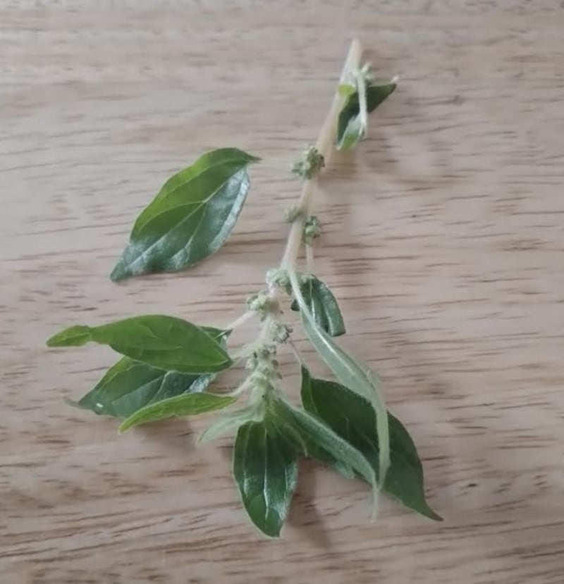 Parietaria officinalis, or wall pellitory, a native species in the nettle family. Photograph: Denise Doran