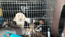Gardaí seize dozens of dogs at Dublin Port