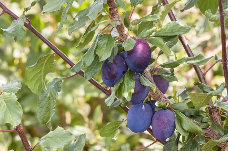 Ripe damson plums. 
