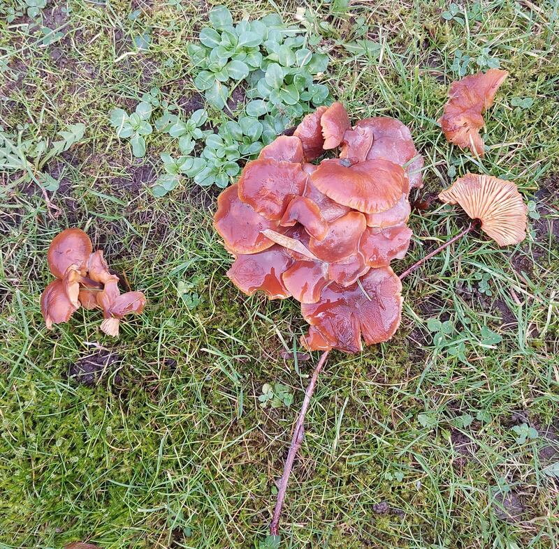 Velvet shank Flammulina velutipes. Photograph supplied by Frank Curran