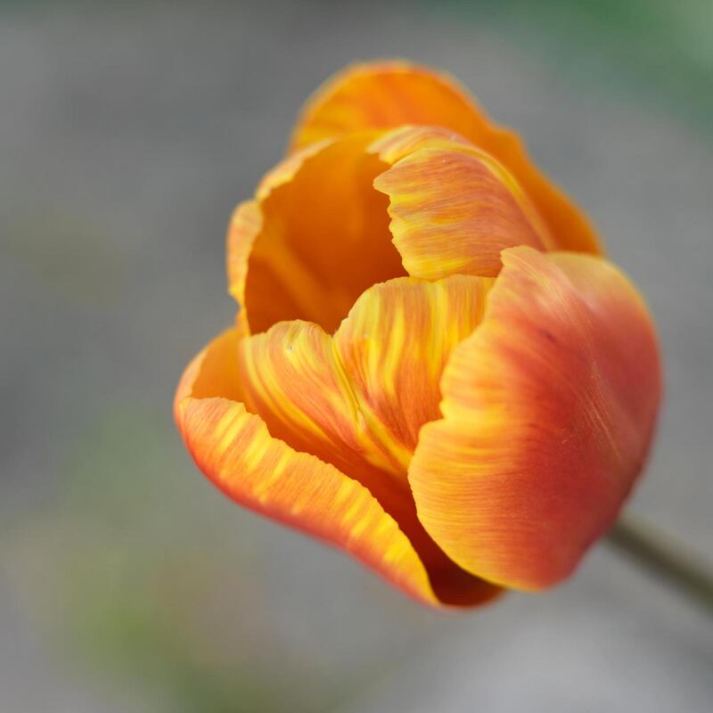 Tulip ‘Cairo’. Photograph:  Richard Johnston