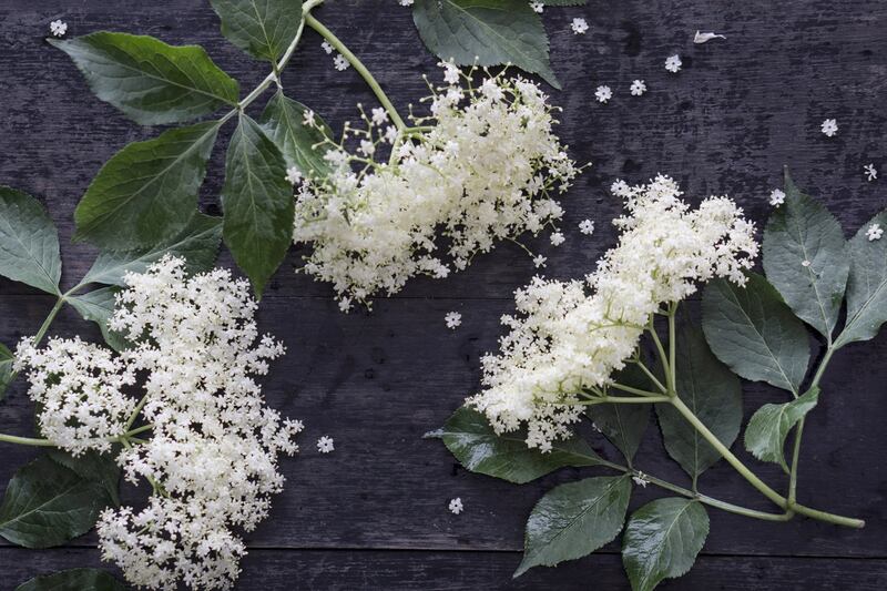 Endless ways to enjoy elderflower