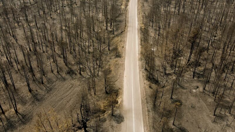 A burnt forest on Evia island, Greece. Photograph:  Milos Bicanski/Getty Images