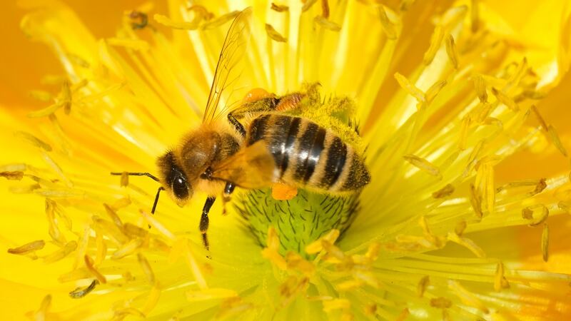 Planting nectar-bearing flowers for decorative purposes on balconies, terraces, and gardens can help  reduce the threat to  Ireland’s bee population. Photograph:   Sean Gallup/Getty Images