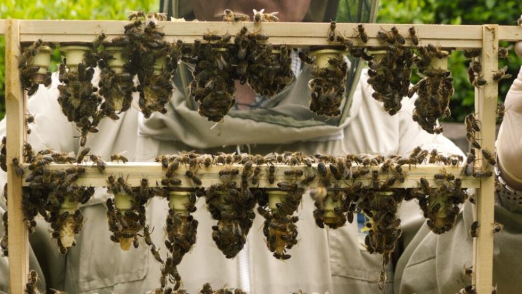 Itself a sub-species of the dark European honey bee, the Irish honey bee is hirsute compared to its non- native fellows, enabling it to better survive our cooler, damper oceanic climate. Black bees are also frugal in their use of honey stores, allowing them to withstand longer periods of climate- induced ‘austerity’