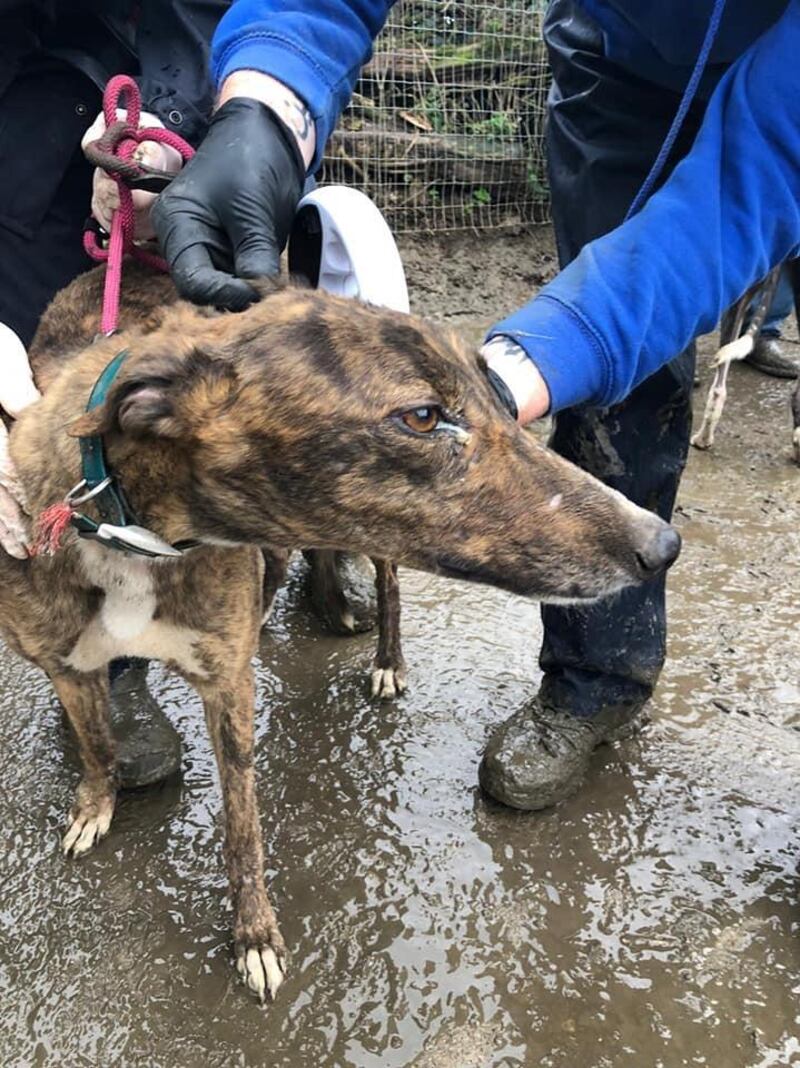 Dog seized by gardaí and animal welfare officers