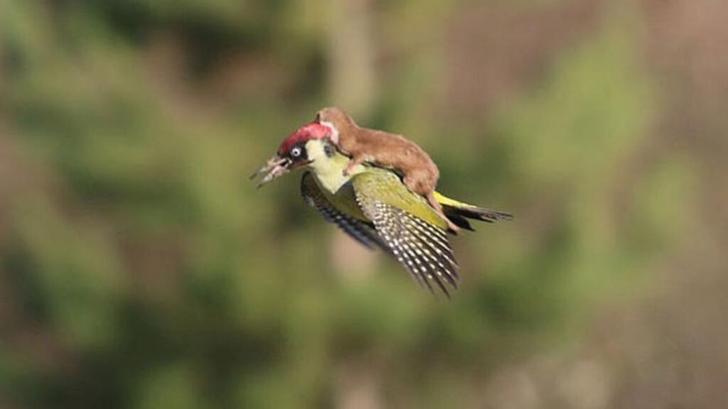 A weasel flies through the air courtesy of a woodpecker in London on Monday. Photograph: Martin Le-May