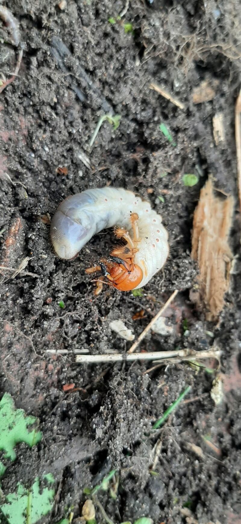 Larva of the cockchafer (maybug)