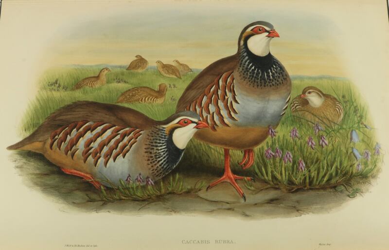 One of more than 300 hand-coloured plates from John Gould's The Birds of Great Britain (€9,000-€15,000) through Fonsie Mealy