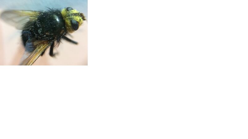 The large bear hoverfly, Criorhina ranunculi