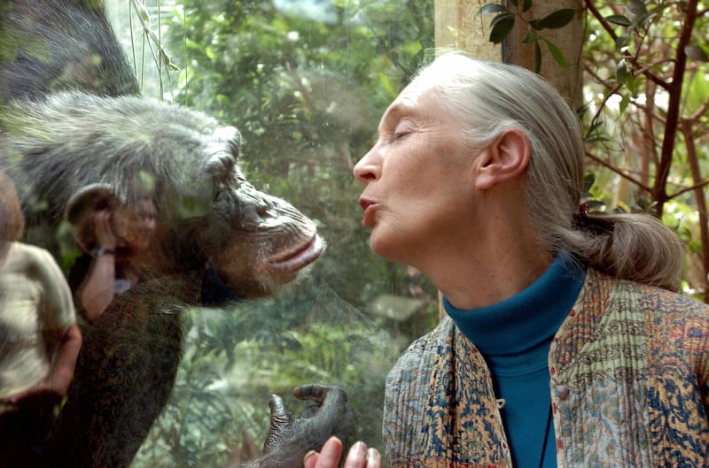 Jane Goodall, the world's foremost authority on chimpanzees, communicates with chimpanzee Nana at the zoo of Magdeburg in Germany in 2004. Photograph: Jena Schlueter/DDP/AFP via Getty