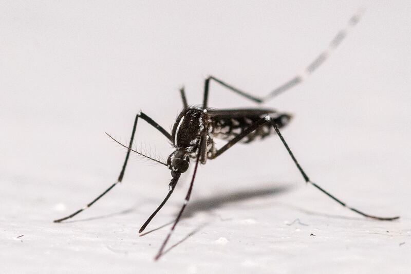 This photograph shows an Asian tiger mosquito (Aedes albopictus) on a house wall in Montreuil, eastern suburbs of Paris, on August 18, 2025. (Photo by Martin LELIEVRE / AFP) (Photo by MARTIN LELIEVRE/AFP via Getty Images)          