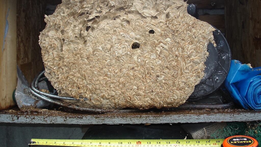 Garden home: the wasp’s nest in John O’Connor’s shed