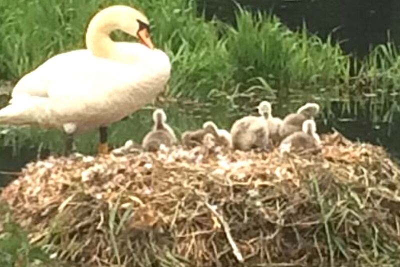 Eye on Nature: ‘We saw a proud mum with her cygnets’