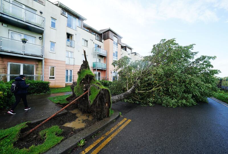A fallen tree on Thornleigh Road in Swords, Dublin, as Storm Agnes continues. Photograph: Brian Lawless/PA Wire