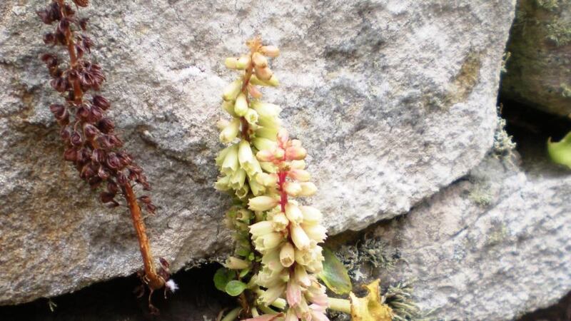 Eyes on nature: the navelwort that Eamon McPartland saw on a stone wall inside the monastic cashel on Inishmurray, off  Co Sligo
