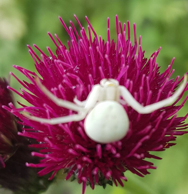 A flower spider, seen in Sandymount, Dublin 4