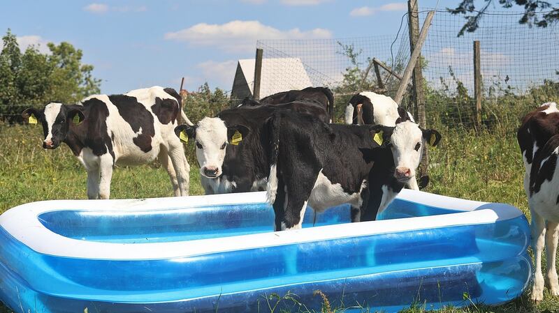 Come in the water's fresian: Calves on John Tilson’s farm at Gartnaskill, Co Cavan, cool off in the warm weather. Photograph: Lorraine Teevan