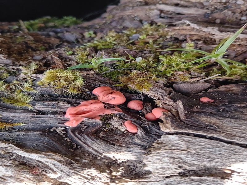 wolf's milk slime mould, supplied by Una Thompson