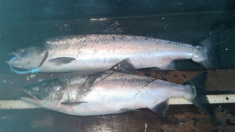 Atlantic salmon with blue tag, Pink salmon on bottom