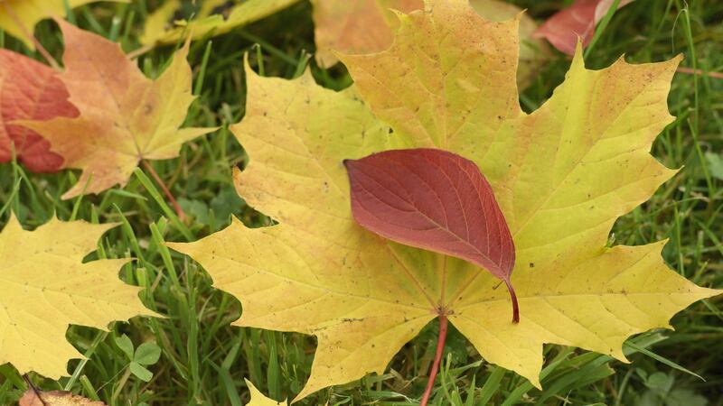Freshly fallen autumn leaves of deciduous trees can be used to make leafmould. Photograph:  Richard Johnston