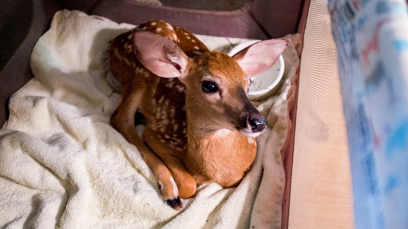 The fawn was rescued several days ago by Storm. Photograph: Johnny Milano/The New York Times