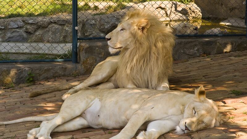 Baldwin ‘Should (have) known he wouldn’t be impressed with me stroking his lioness before introducing myself to him first.’ Photograph: iStock