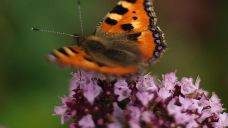 A Tortoiseshell butterfly on the nectar-rich flowers of marjoram. Photograph: Richard Johnston