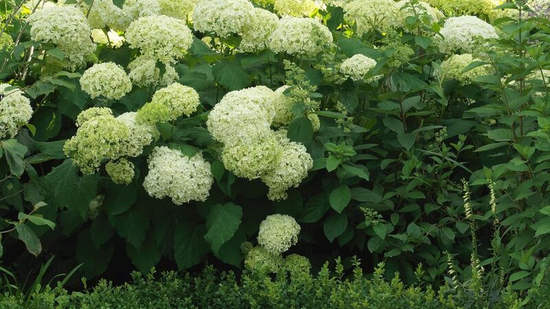 There’s still time to deadhead your hydrangeas
