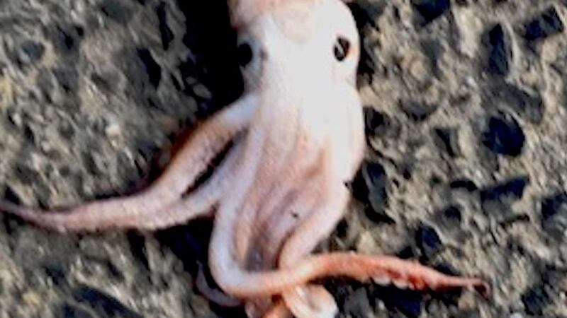 Squid