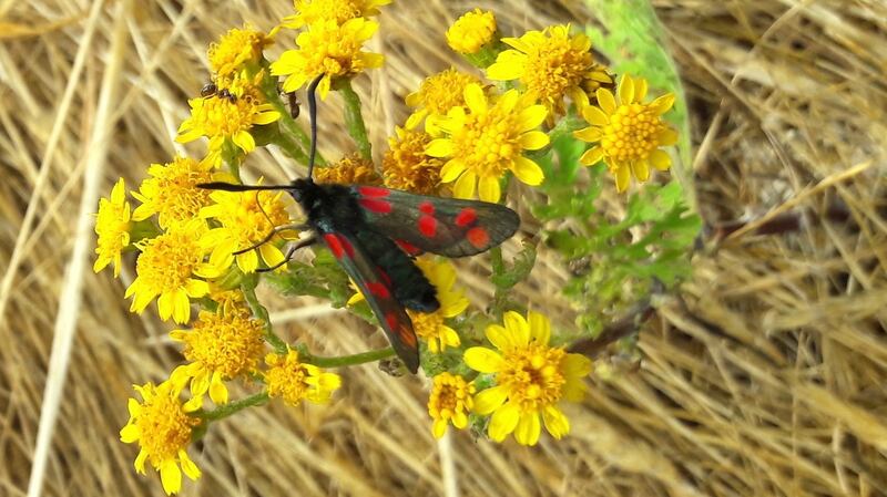 Six-spot burnet