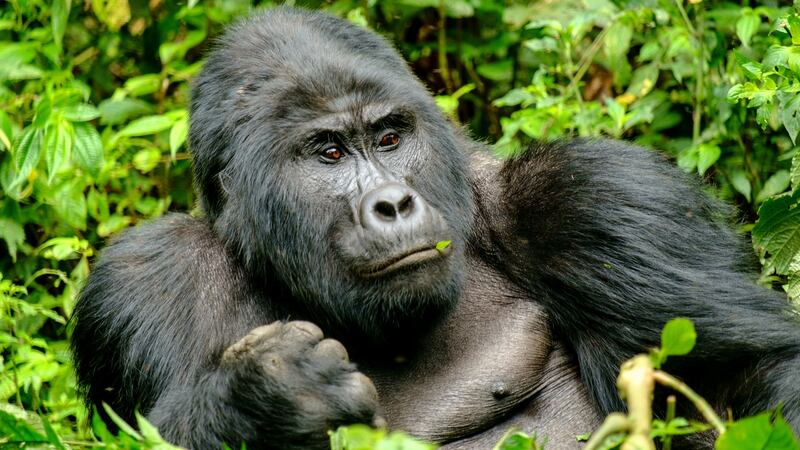 A wild silverback gorilla