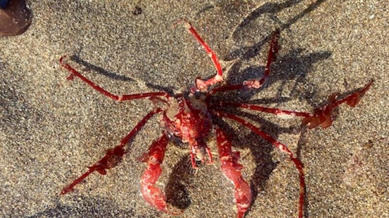 Maol Iosa Gough’s great spider crab