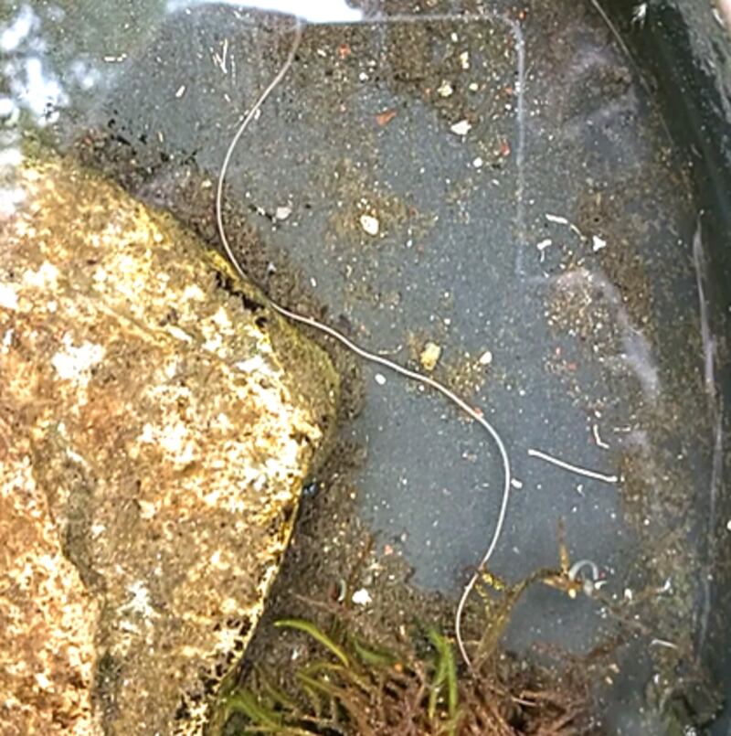 Thunderworm. Photograph supplied by Lorcan Leavy