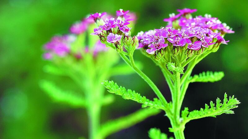 Y is for Yarrow.