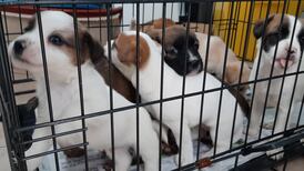 Six puppies found in boot of car at Dublin Port