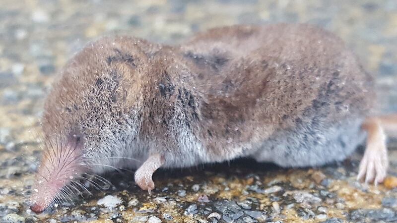 A shrew