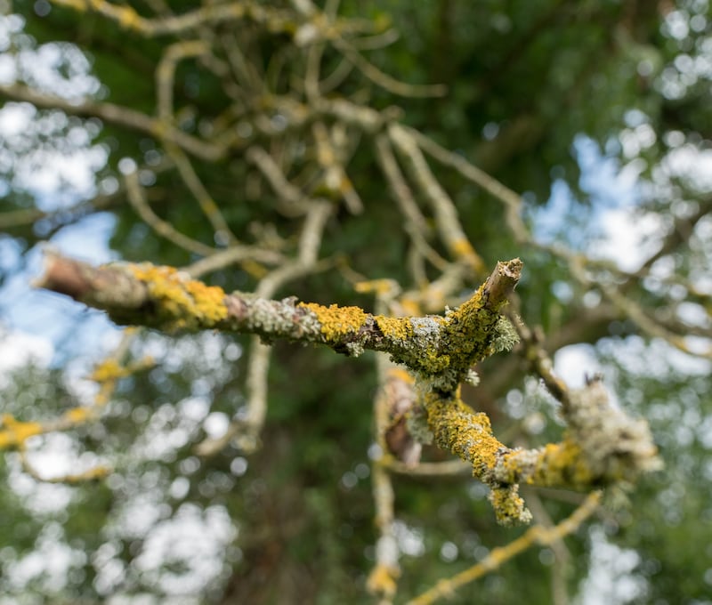 Branch of ash tree dying from the fungal disease. Photograph: Gerry Faughnan 	