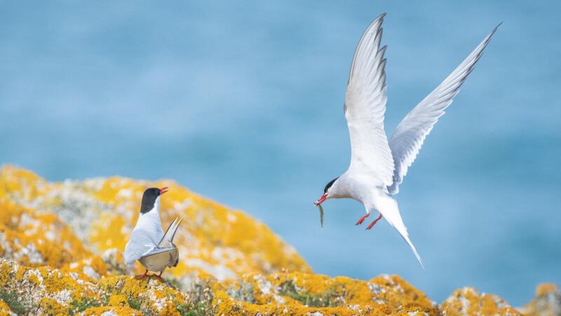 Arctic tern chicks take flight from the main island of Dalkey 