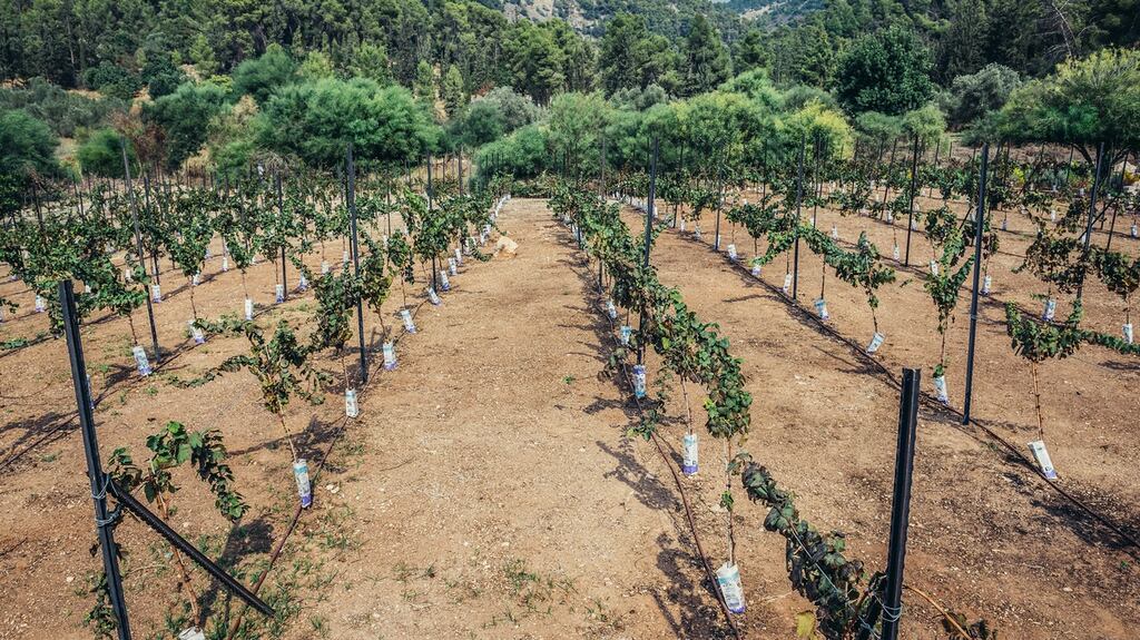 A vineyard in one of the disputed settlements. Minister for Foreign Affairs Simon Coveney has said the Government opposes Israeli settlements on Palestinian lands. File photograph: Getty Images